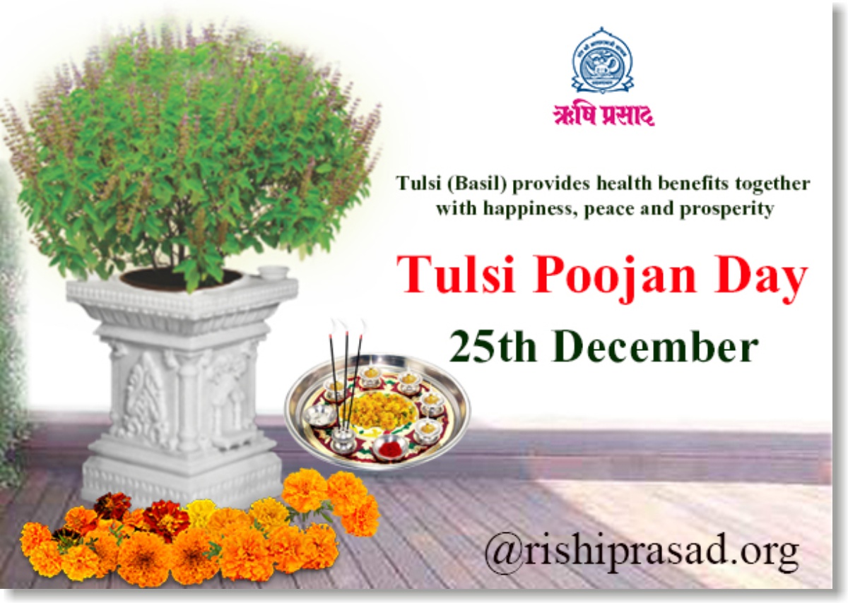 Tulsi Basil provides health benefits together with happiness